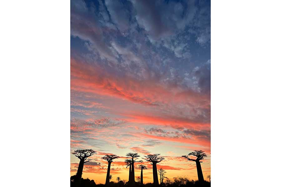幻想的な夕暮れに映える、バオバブの木のシルエット【写真提供：はせ 世界一周（@Hase_dreaming）さん】