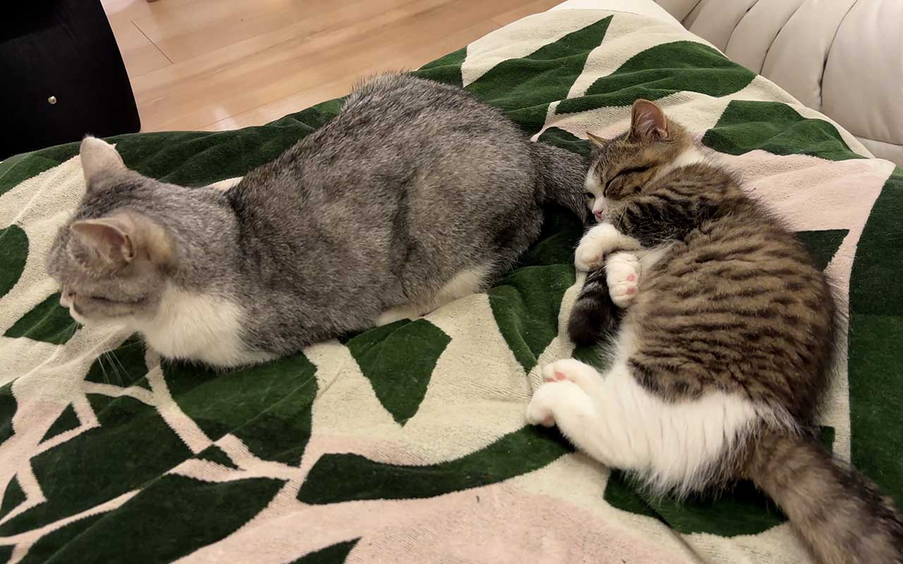 らかんちゃんのシッポを抱いて眠るキャビナスくん【写真提供：いきなり若旦那　旅館×猫YouTuber（@wakadanna_coo）さん】