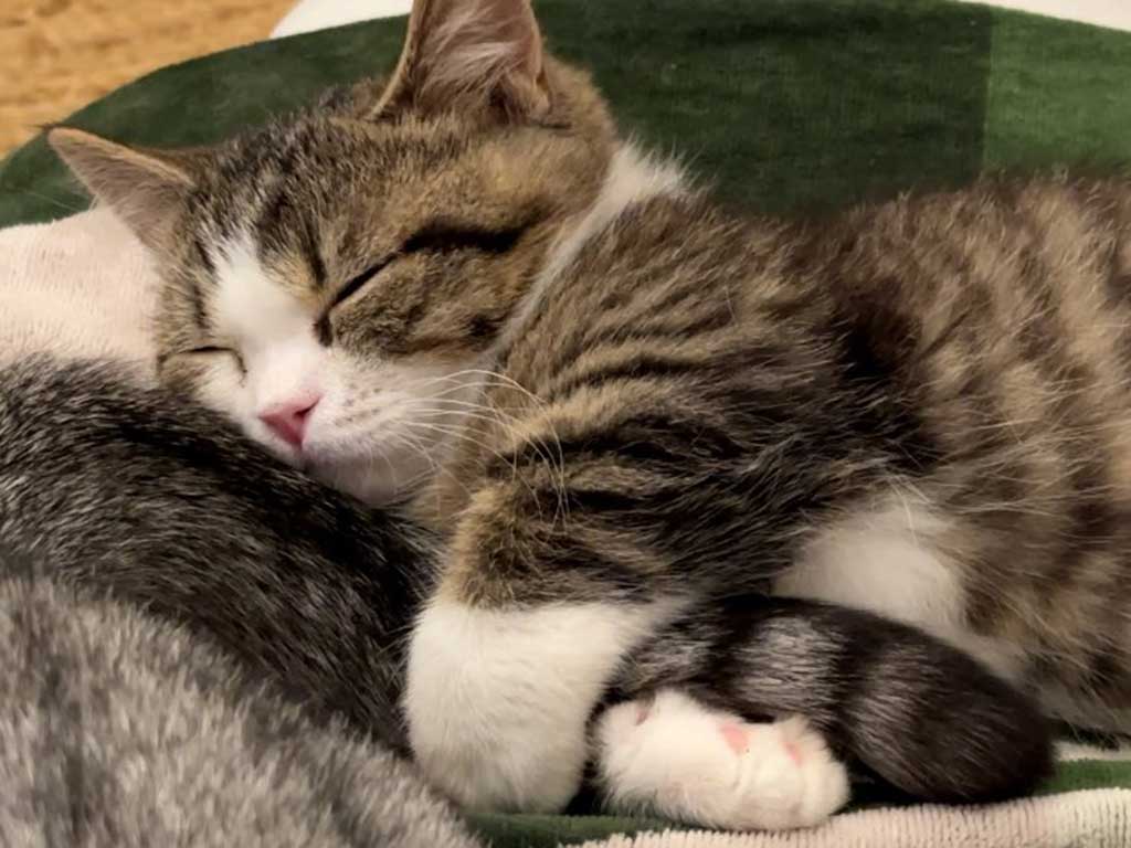 子ねこが抱いて寝ているのは…【写真提供：いきなり若旦那　旅館×猫YouTuber（@wakadanna_coo）さん】