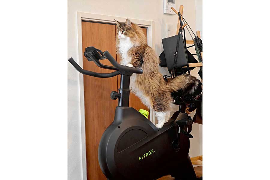 人間のようにフィットネスバイクを漕ぐしろあんちゃん【写真提供：しろあん　でっかい北欧猫（@shiroan_chan）さん】