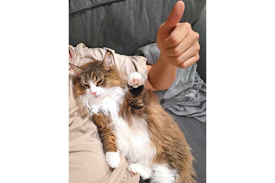 飼い主さんと同じポーズを決めるしろあんちゃん【写真提供：しろあん　でっかい北欧猫（@shiroan_chan）さん】