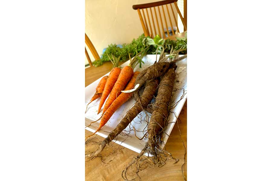 ベランダ菜園で育ったニンジンとゴボウ【写真提供：ぽたろうの家庭菜園HACK（@HACK1136）さん】