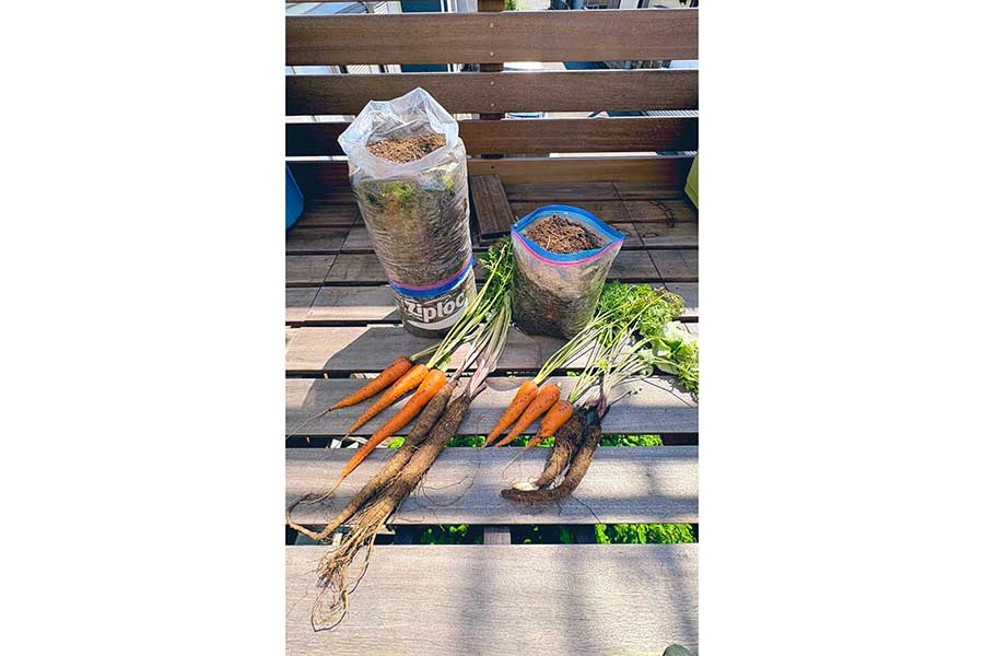 ジッパー付き保存袋を使った栽培方法に、驚きの声が【写真提供：ぽたろうの家庭菜園HACK（@HACK1136）さん】