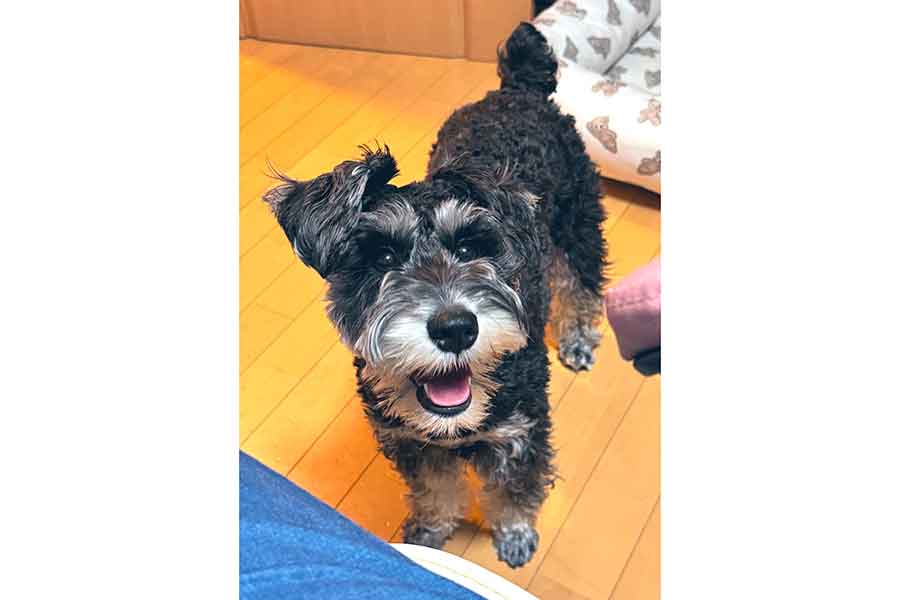 笑顔でこちらを見つめるルナちゃん【写真提供:エミ(@Lko1Srmm)さん】