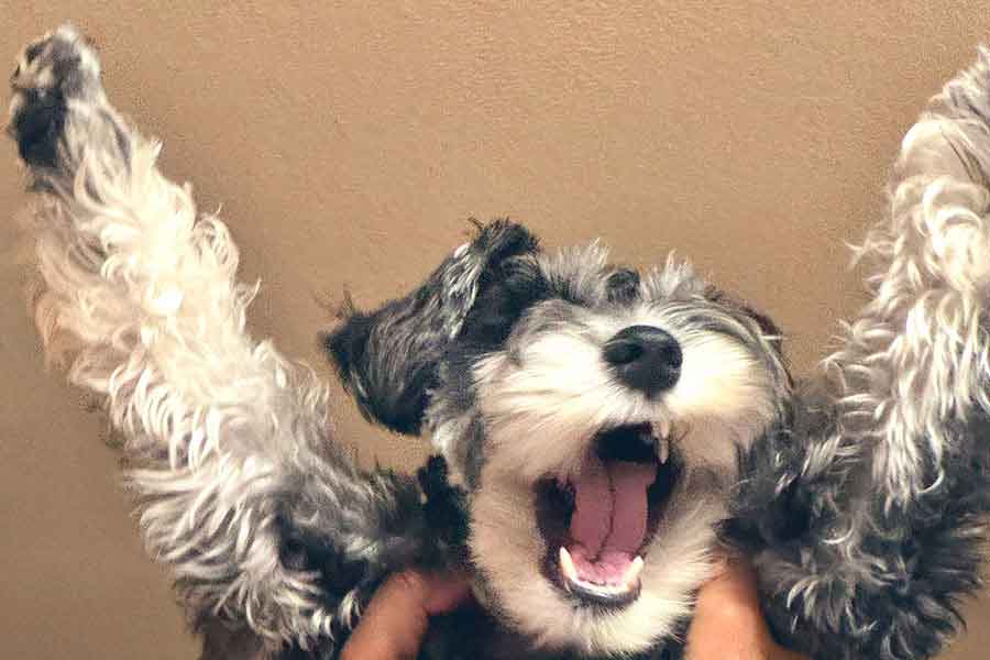 パパの帰宅を大喜びするルナちゃん【写真提供:エミ(@Lko1Srmm)さん】