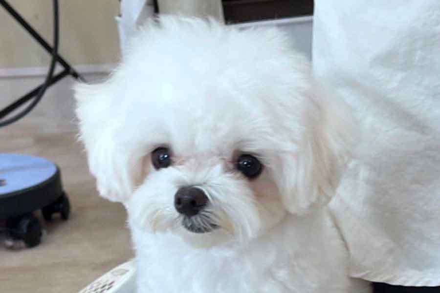 トリミングサロンへやってきたうるちゃん【写真提供：ぷりてぃーぬ（@sol_to_uru）さん】