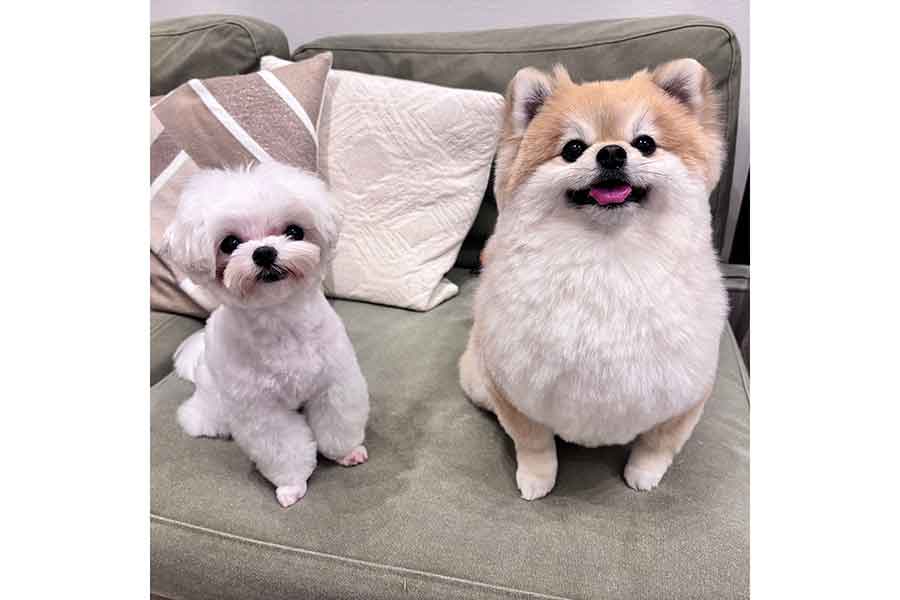 仲良く並ぶ(左から)うるちゃんとそるくん【写真提供:ぷりてぃーぬ(@sol_to_uru)さん】