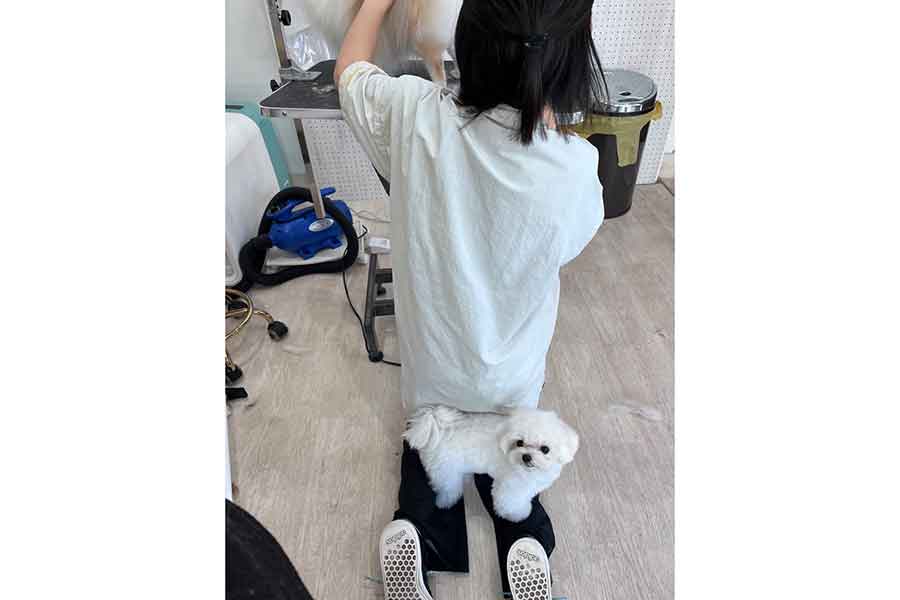 トリマーさんのふくらはぎに乗るうるちゃん【写真提供:ぷりてぃーぬ(@sol_to_uru)さん】