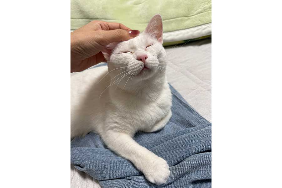 頭を撫でられて気持ち良さそうなぐうちゃん【写真提供:ぐう(@zu_to_guu)さん】