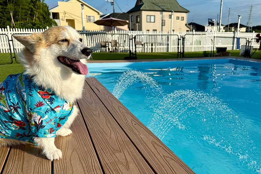 プールで夏を満喫するつむぎちゃん【写真提供：コーギーつむぎ（@corgi_tumugi）さん】