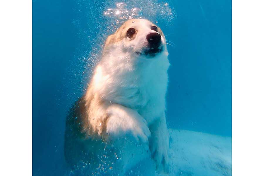 プールの中で、アザラシのような姿になったつむぎちゃん【写真提供：コーギーつむぎ（@corgi_tumugi）さん】