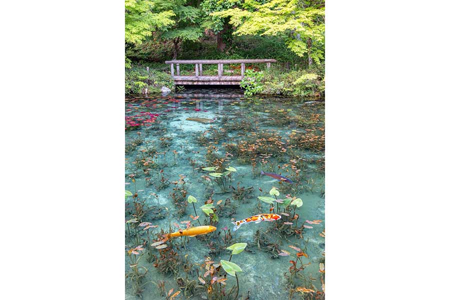通称「モネの池」として知られる、岐阜県にある池【写真提供:yuya(@yuya0240)さん】