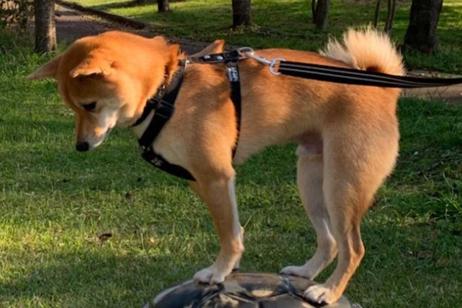 ろくくんが乗っているのは…【写真提供：柴犬ろく（@roku125shiba）さん】