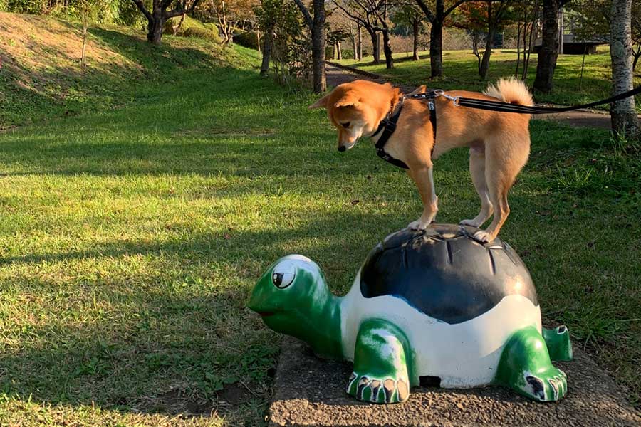 公園のカメに乗る“小高いところ大好きマン”のろくくん【写真提供：柴犬ろく（@roku125shiba）さん】