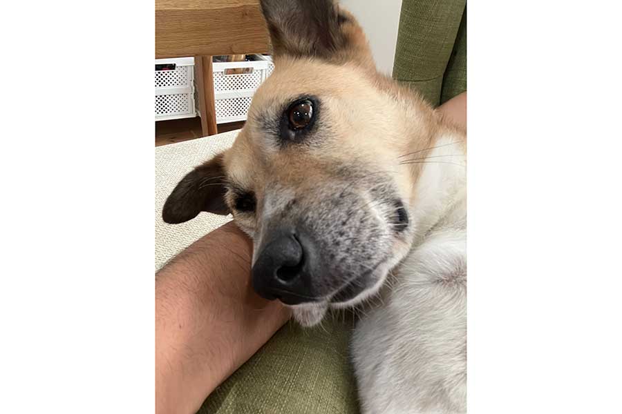 甘えるような表情でカメラを見つめるルビーちゃん【写真提供：保護犬ルビー（@RUby0522dog）さん】