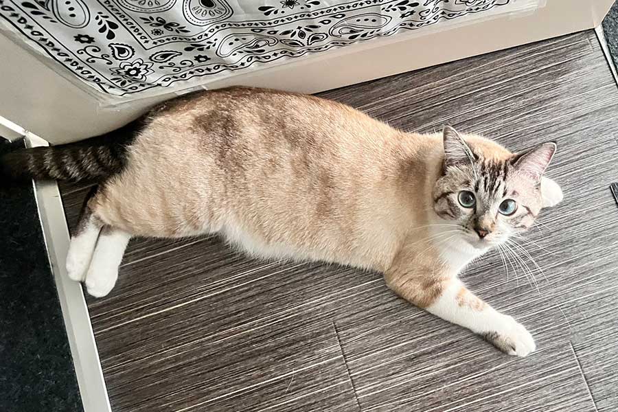 かわいらしい表情のちくわくん【写真提供：やくまろ（@89maro_neko）さん】