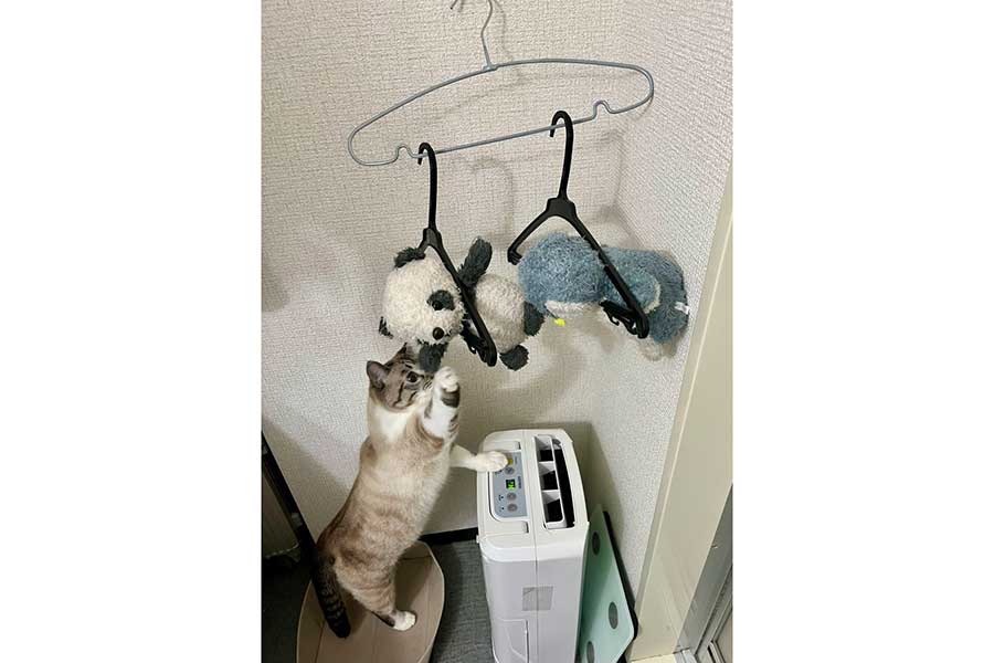 “友達”を必死に救出しようとするちくわくん【写真提供：やくまろ（@89maro_neko）さん】