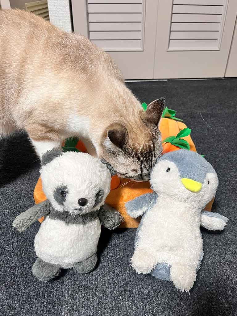 ふわふわできれいになった洗濯後の“友達”と、ちくわくん【写真提供：やくまろ（@89maro_neko）さん】