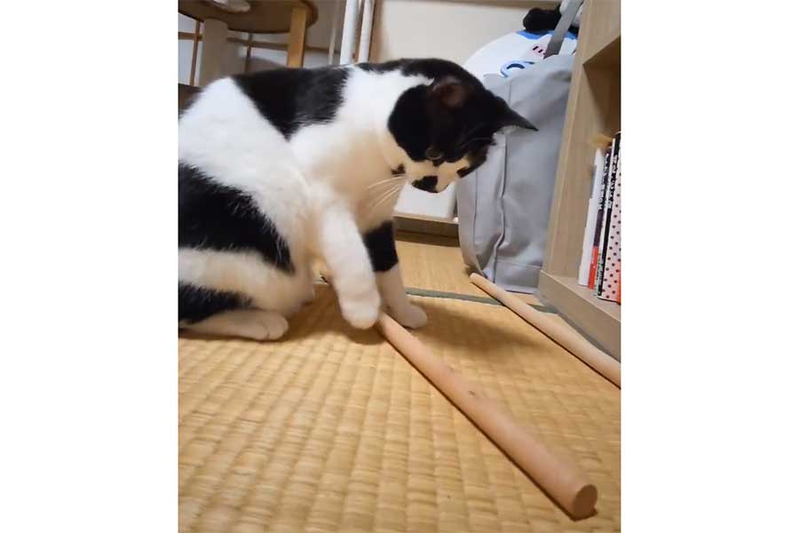 棒で夢中になって遊ぶミアちゃん（スクリーンショット）