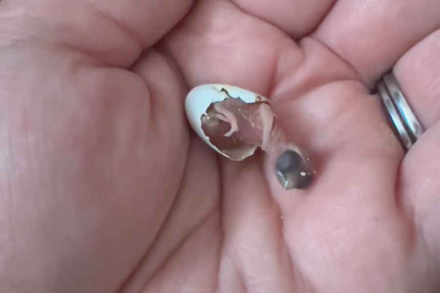 生まれたばかりのキンカチョウの雛【写真提供：がま口ショップ ハミングバード（@hummingbird0422）さん】