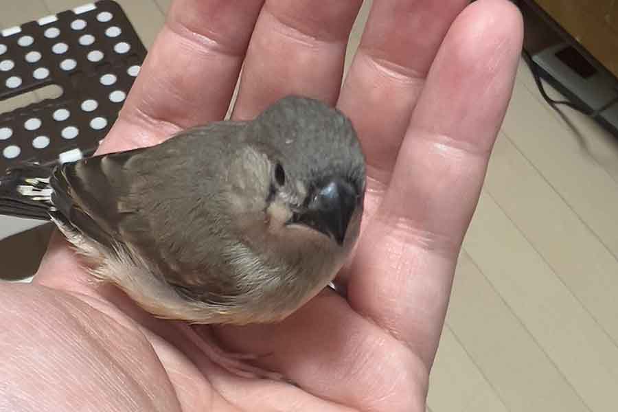 3週間で見違えるほどに成長したおチビちゃん【写真提供：がま口ショップ ハミングバード（@hummingbird0422）さん】