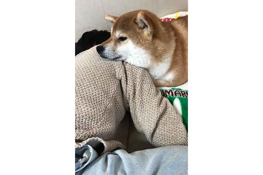 不安な“ねぇね”にそっと寄りそうれおくん【写真提供:れお(@imleo000)さん】