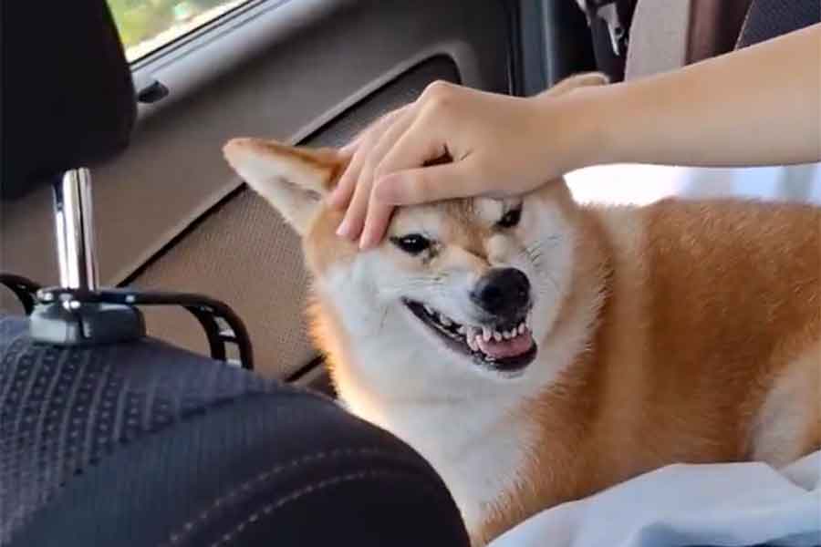 “ねぇね”をすっかり忘れて敵意むき出しのれおくん(スクリーンショット)