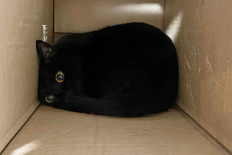 ミニチュア作りのきっかけになった一枚【写真提供：ティグノア（@Teagle_Noir）さん】