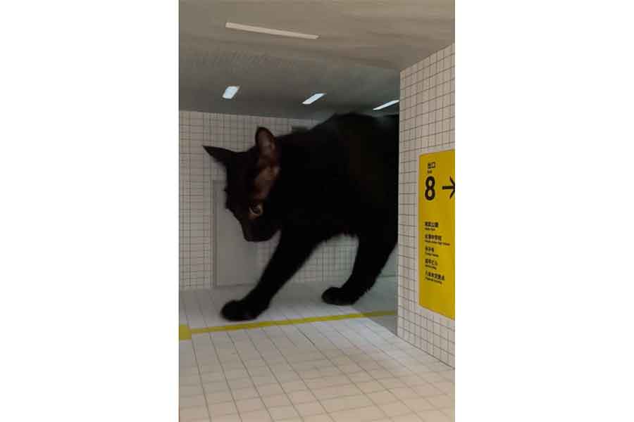 5時間かけて作ったセットも気にせず“ほりほり”するノアールちゃん【写真提供：ティグノア（@Teagle_Noir）さん】