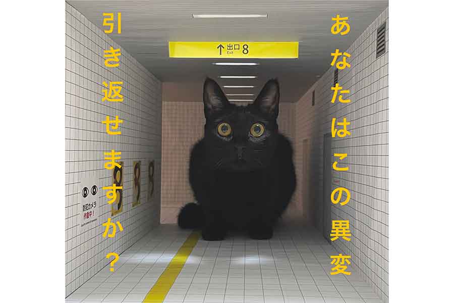 映画『8番出口』を模して作られたセットからこちらを見つめるノアールちゃん【写真提供：ティグノア（@Teagle_Noir）さん】