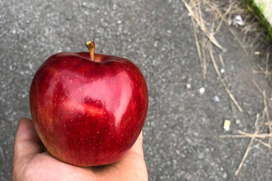農家さんからもらった、宝石のように美しいリンゴ【写真提供：Katharine.（@Angulon65）さん】