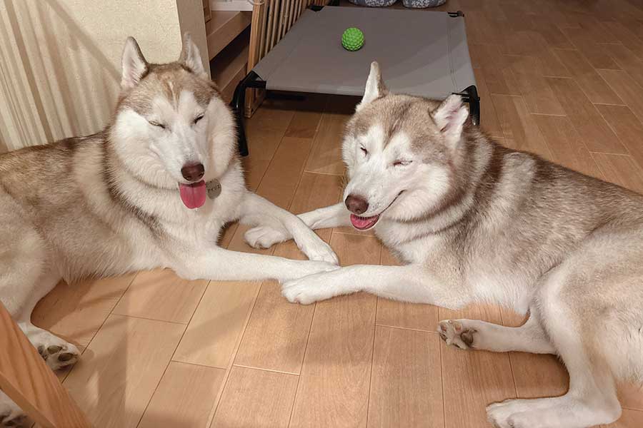 仲良く手をつなぐ（左から）アイリスちゃんとナイトくん父娘【写真提供： アイリス＆ナイト父娘（@irislady_husky）さん】