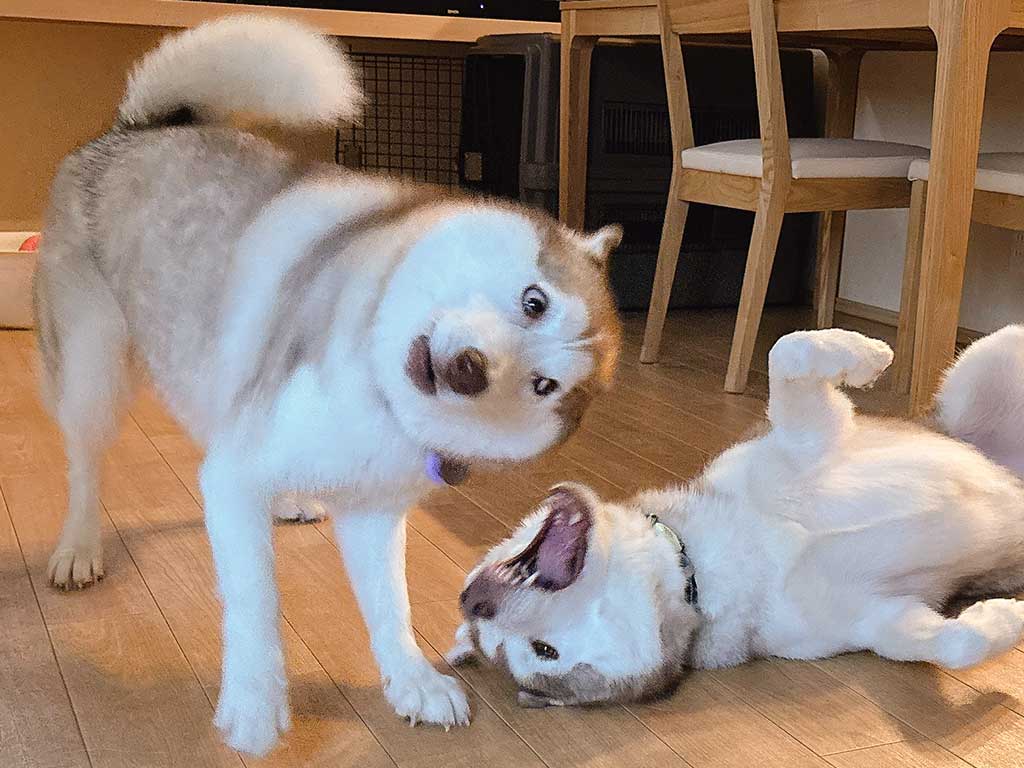 “変顔”を披露するアイリスちゃんと、寝転ぶナイトくん【写真提供：アイリス＆ナイト父娘（@irislady_husky）さん】