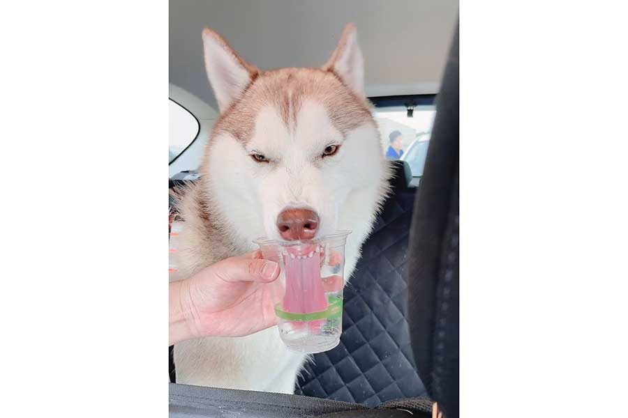 飼い主さんが一番好きだというアイリスちゃんの“変顔”【写真提供：アイリス＆ナイト父娘（@irislady_husky）さん】