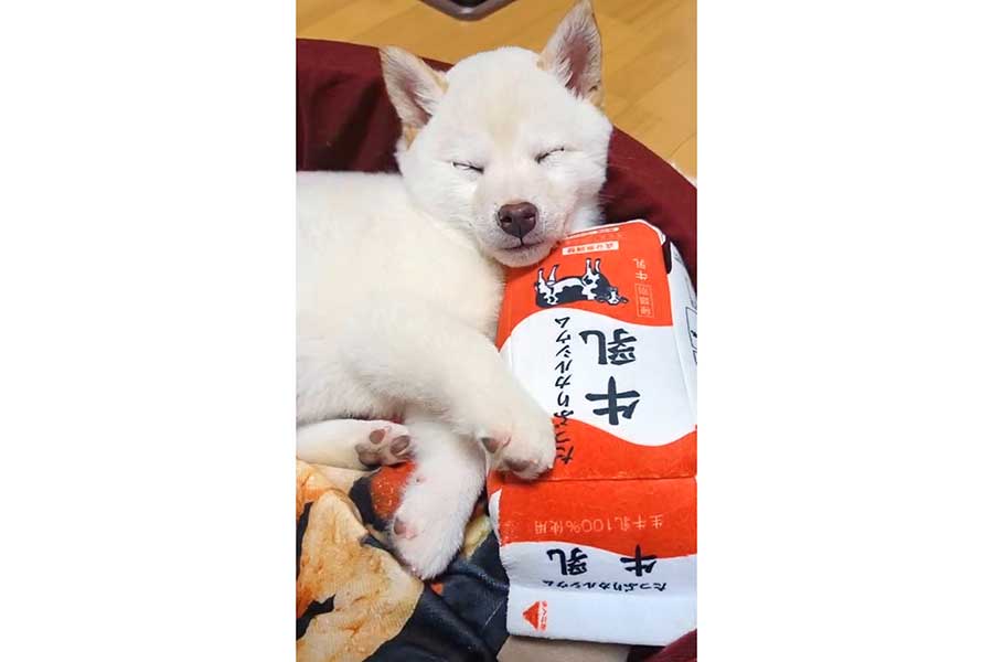 大切な牛乳のおもちゃを抱きしめて寝る、まんまるくん【写真提供:白柴犬まんまる(@shiba_manmaru)さん】