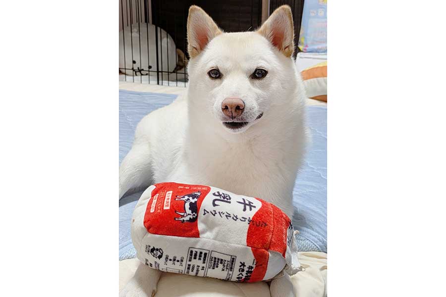4年経った今でも同じおもちゃを大切にしているまんまるくん【写真提供:白柴犬まんまる(@shiba_manmaru)さん】