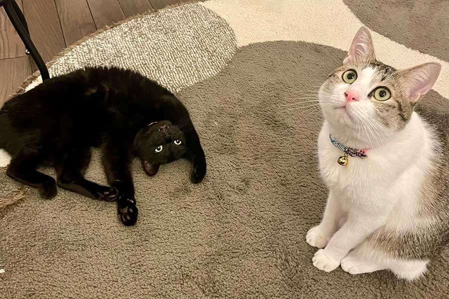 仲良く暮らす（左から）トトちゃんとそらじろーくん【写真提供：おすんしぃ（@oponpontotonton）さん】