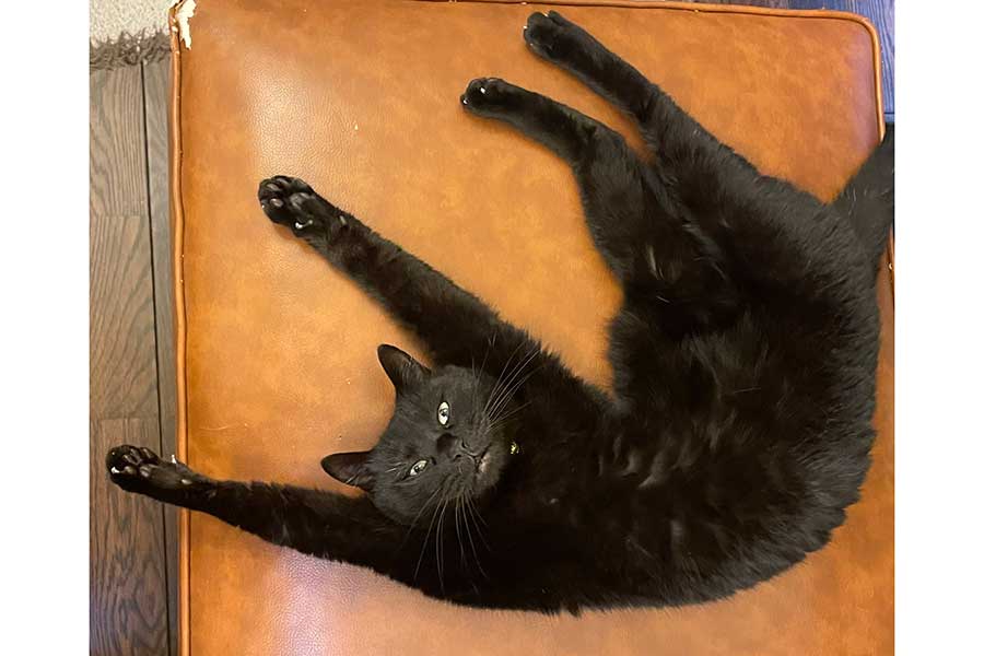 現在ではすっかりリラックス。豪快なポーズが恒例となったトトちゃん【写真提供：おすんしぃ（@oponpontotonton）さん】