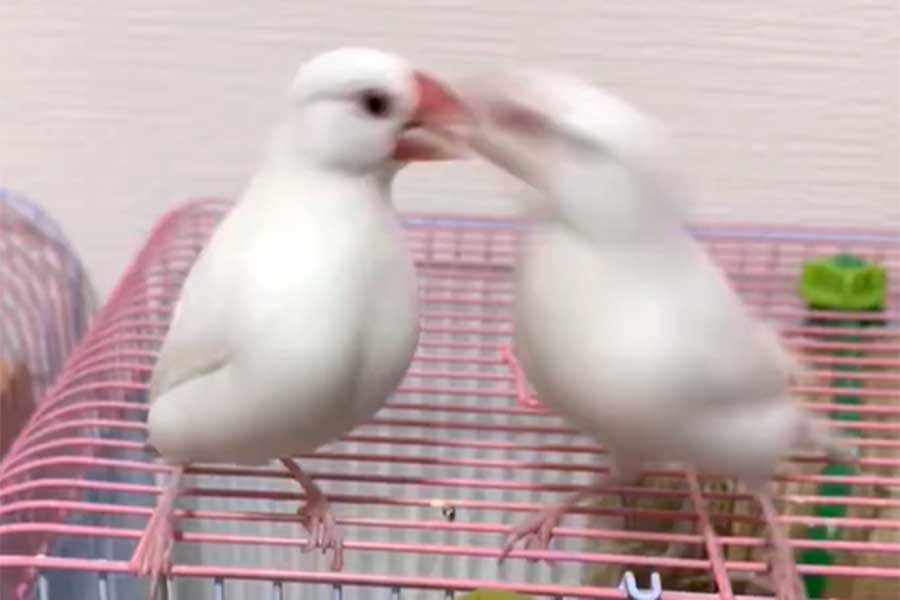 激しいきょうだいげんか中の文鳥（スクリーンショット）