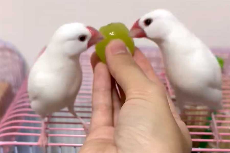 仲良くマスカットを食べたかと思うと、再び…（スクリーンショット）