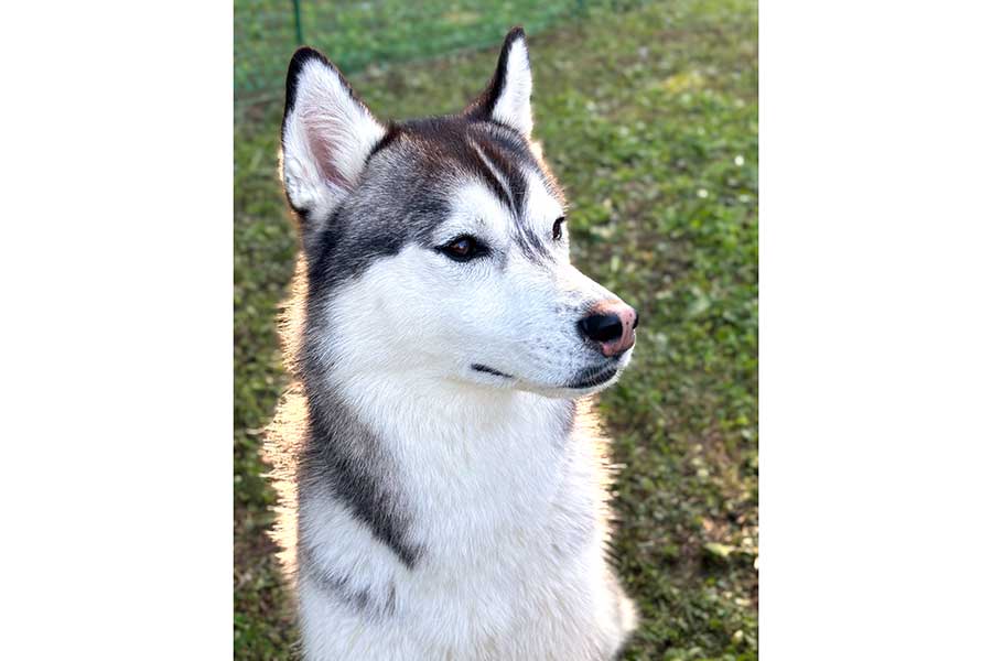 凛々しい表情が印象的なムイちゃん【写真提供：ムイ（@mui_husky）さん】