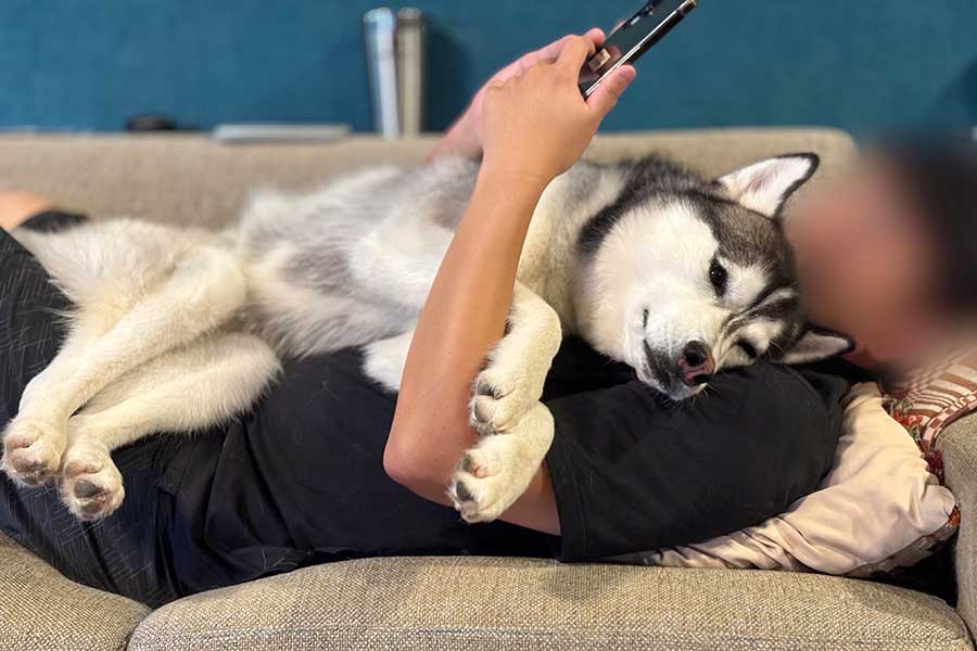 飼い主さんの上でくつろぐムイちゃん【写真提供：ムイ（@mui_husky）さん】