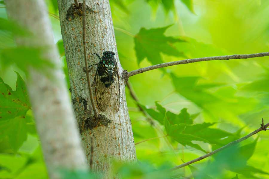 日本の夏の象徴でもあるセミの鳴き声（写真はイメージ）【写真：写真AC】