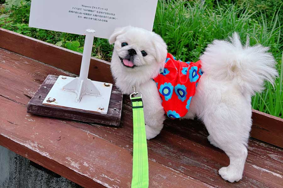 カラフルな服を着る、ちゃむちゃむくん【写真提供:賢犬ちゃむちゃむ(@cham_kashikodog)さん】
