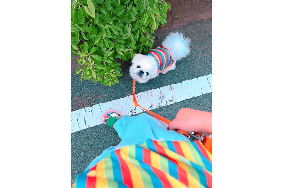 レインボーカラーの服が飼い主さんとペアルックになっていたちゃむちゃむくん【写真提供:賢犬ちゃむちゃむ(@cham_kashikodog)さん】