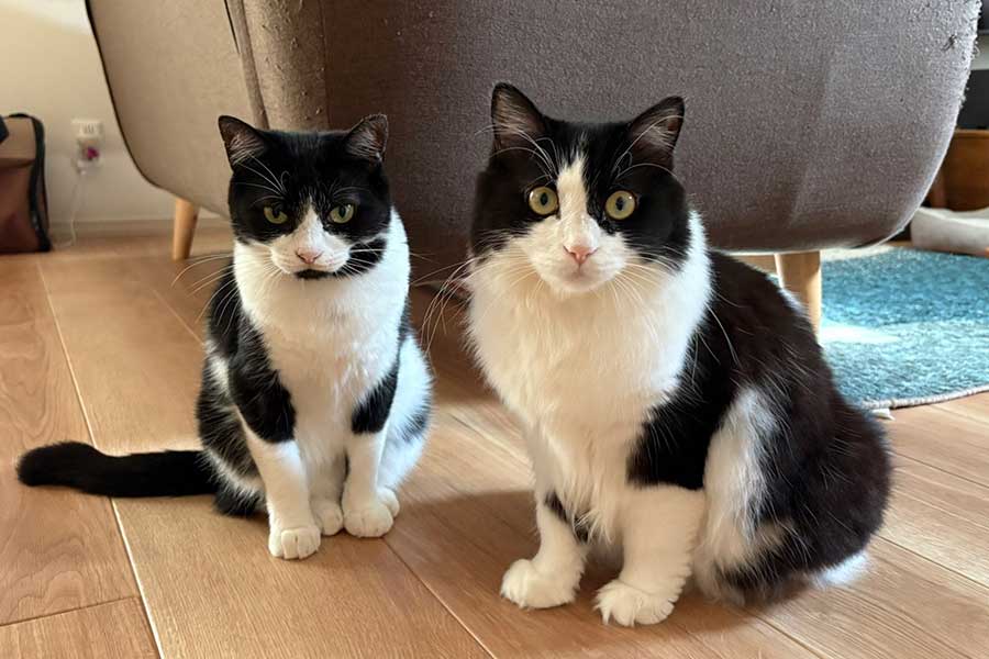 仲良く並ぶ（左から）オリビアちゃんとナミちゃん【写真提供：なつ（@hiyoshi_n）さん】