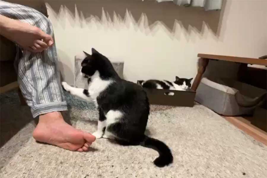 チョンチョンと飼い主さんに甘えるオリビアちゃん（スクリーンショット）