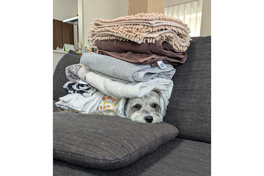 タオルの重さが心地いい様子のペレくん【写真提供：ペレたん（@pelepeledog）さん】