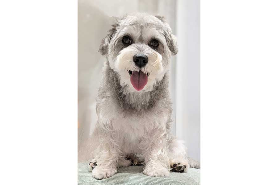 舌を出してかわいい笑顔のペレくん【写真提供：ペレたん（@pelepeledog）さん】