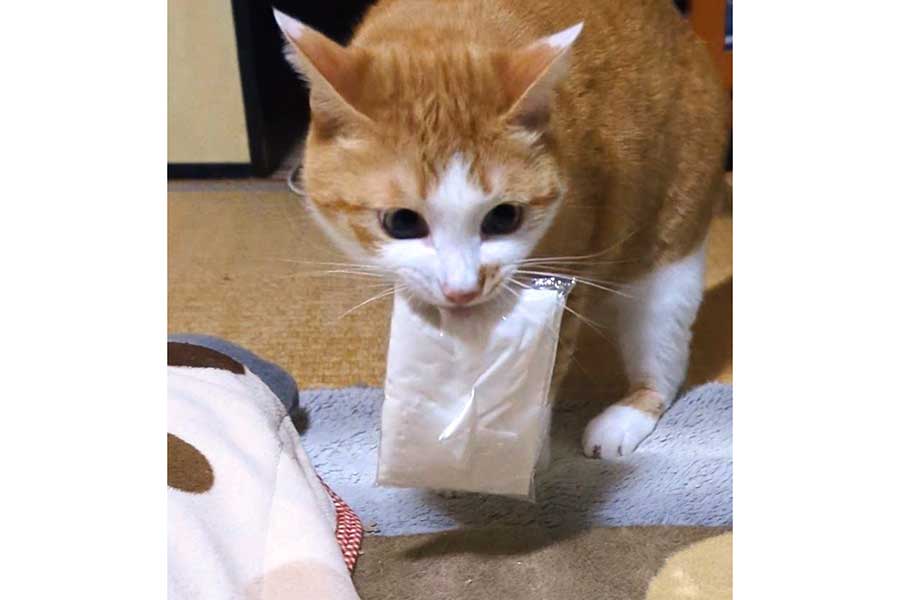 飼い主さんにティッシュを持ってきてくれるみやびくん【写真提供：ふみ（@xAzwizeAQXhHvPi）さん】